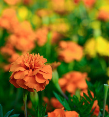 african marigold with vintage filter