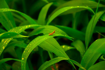 close up green grassland and insect