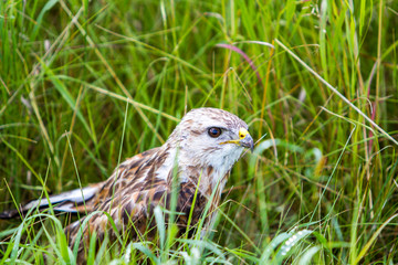 Common buzzard