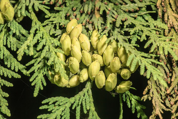 Simeon of a thuja