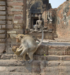 Семья обезьян на руинах старинного храма. Таиланд