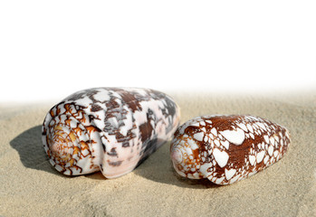 Shells on the sand isolated