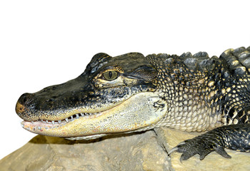 Crocodile isolated on white background