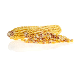 maize grains and cobs on white background