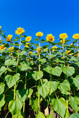 Obraz na płótnie Canvas sunflower field on background blue sky
