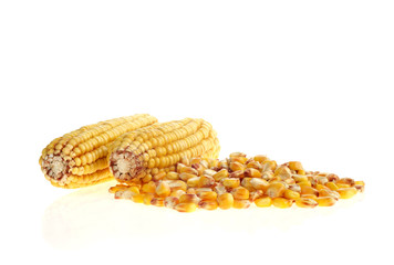 maize grains and cobs on white background