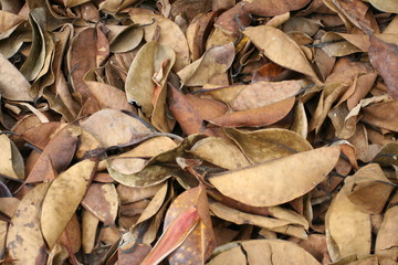 leaves