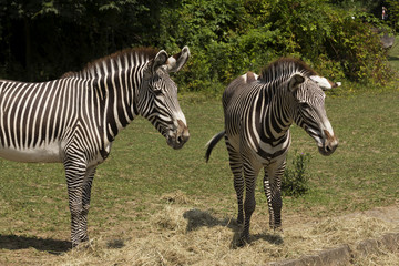 zebra