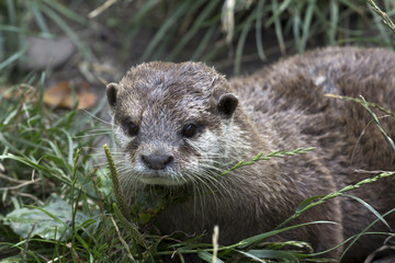 otter