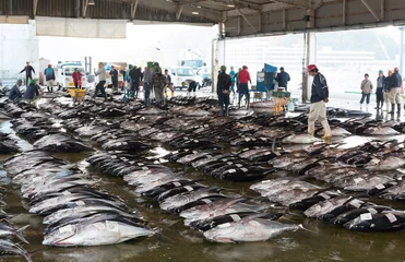Deurstickers 競り場に並ぶ魚市場のマグロ © k_river