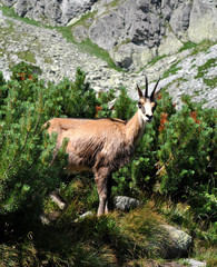 animals in the mountains - chamois