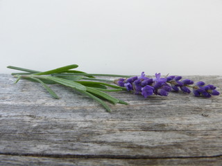 Lavendel
