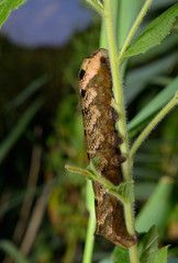 Raupe mittlerer Weinschwärmer an Futterpflanze