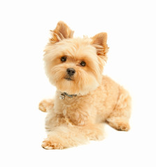 Yorkshire terrier isolated on white background