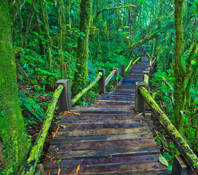 Bridge in Tropical Rain Forest