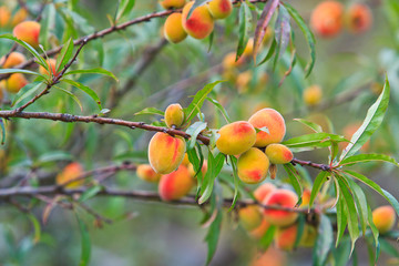 Peach on the tree