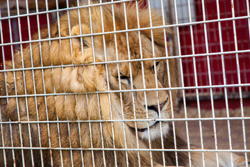 lion en cage