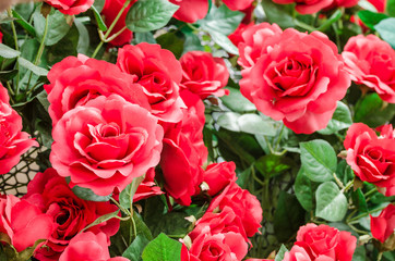 Obraz premium Red rose flower