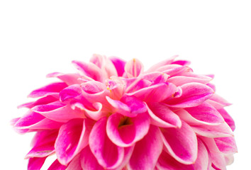 pink dahlia isolated