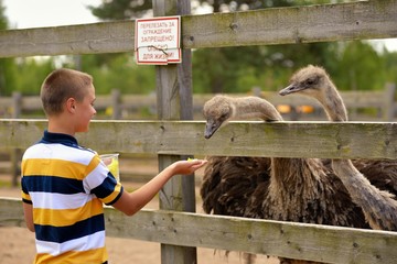 Feeding of ostrich on a farm in summer
