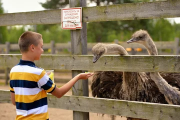 Afwasbaar Fotobehang Struisvogel Feeding of ostrich on a farm in summer