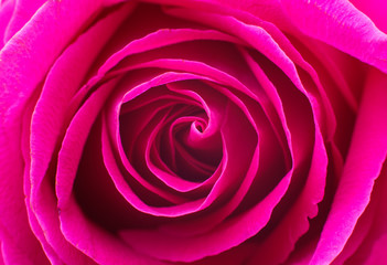 Beautiful pink rose closeup