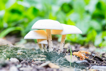 Group of mushrooms in the autumn forest