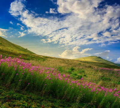 high wild flowers at the mountain top at sunrise