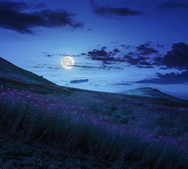 high wild flowers at the mountain top at night