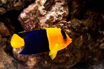 ソメワケヤッコ