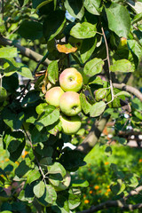 Apples growing