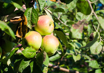 Apples growing
