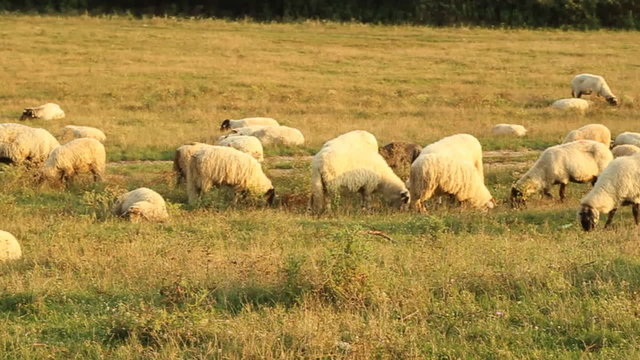 Flock of Sheep Grazing