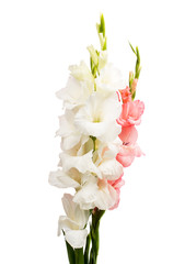 gladiolus isolated