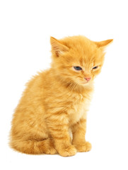 Obraz premium little kittens