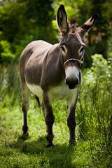 Obraz na płótnie Canvas donkey