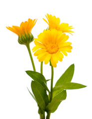 marigold isolated
