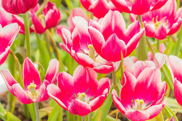 Obraz premium Pink tulip.