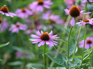 Obraz premium jardin fleuri