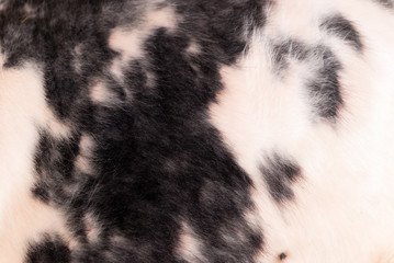 Animal hair