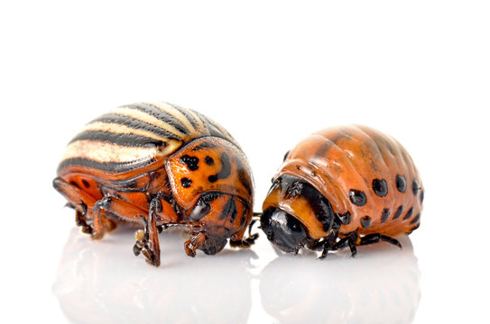 Stonka ziemniaczana na białym tle