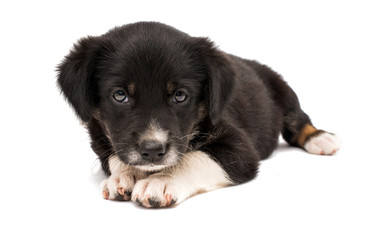 puppy isolated