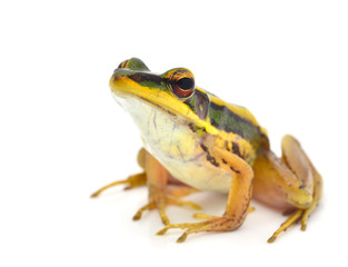 Frog