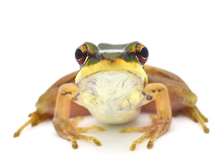 Frog