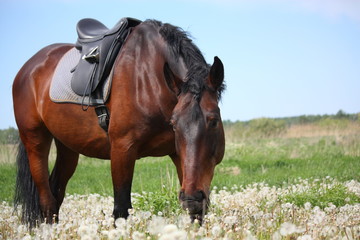 Latvian horse with saddle at the field