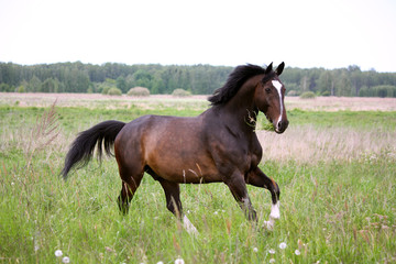 Brown horse galloping at the field