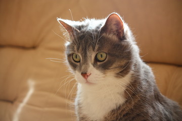 Cute gray resting on the sofa