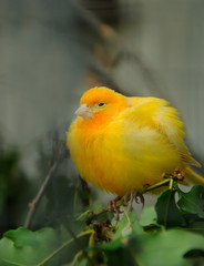 yellow canary bird