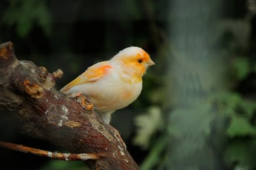 canary bird