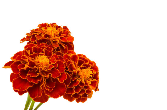 marigolds isolated